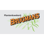 Plantenkwekerij Brugmans logo
