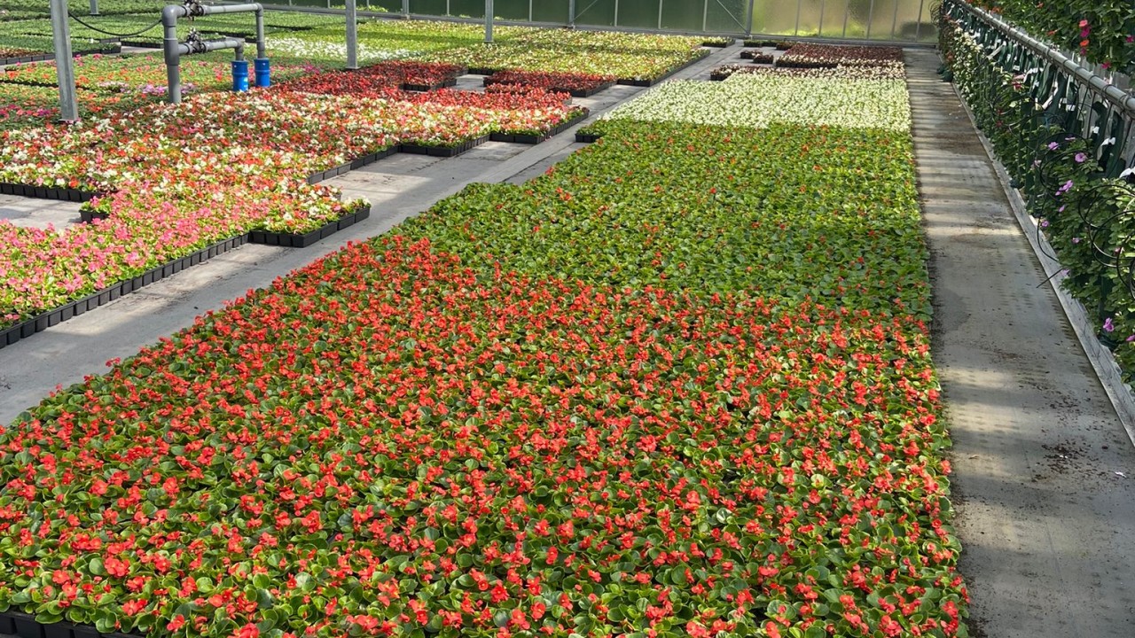 Plantenkwekerij Brugmans Bergeijk afbeelding 6