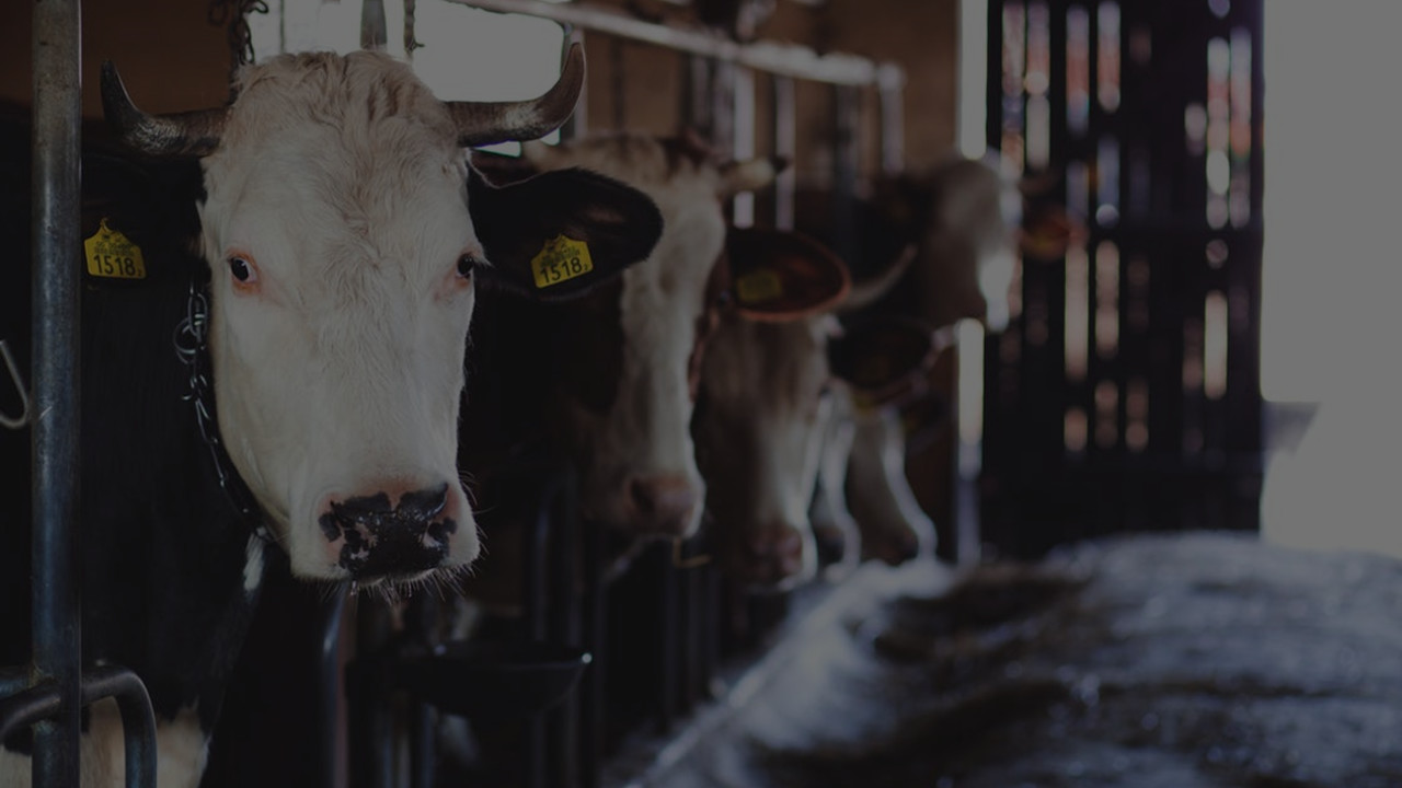 Werktuigencoöperatie De Kempen Vessem afbeelding 6 Werktuigencoöperatie De Kempen Vessem afbeelding 6