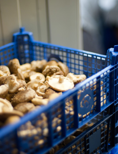 Unique Paddenstoelen BV Riethoven afbeelding 3