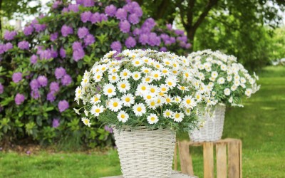 Tuincentrum Coppelmans Helmond  Helmond afbeelding