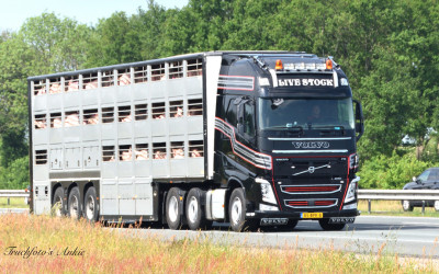 Veehandel M.A. Van Rooi BV Lieshout afbeelding