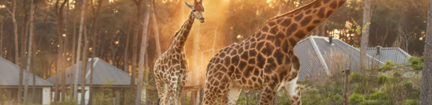 Bijbaan Ticketcontrole - Safaripark en Speelland