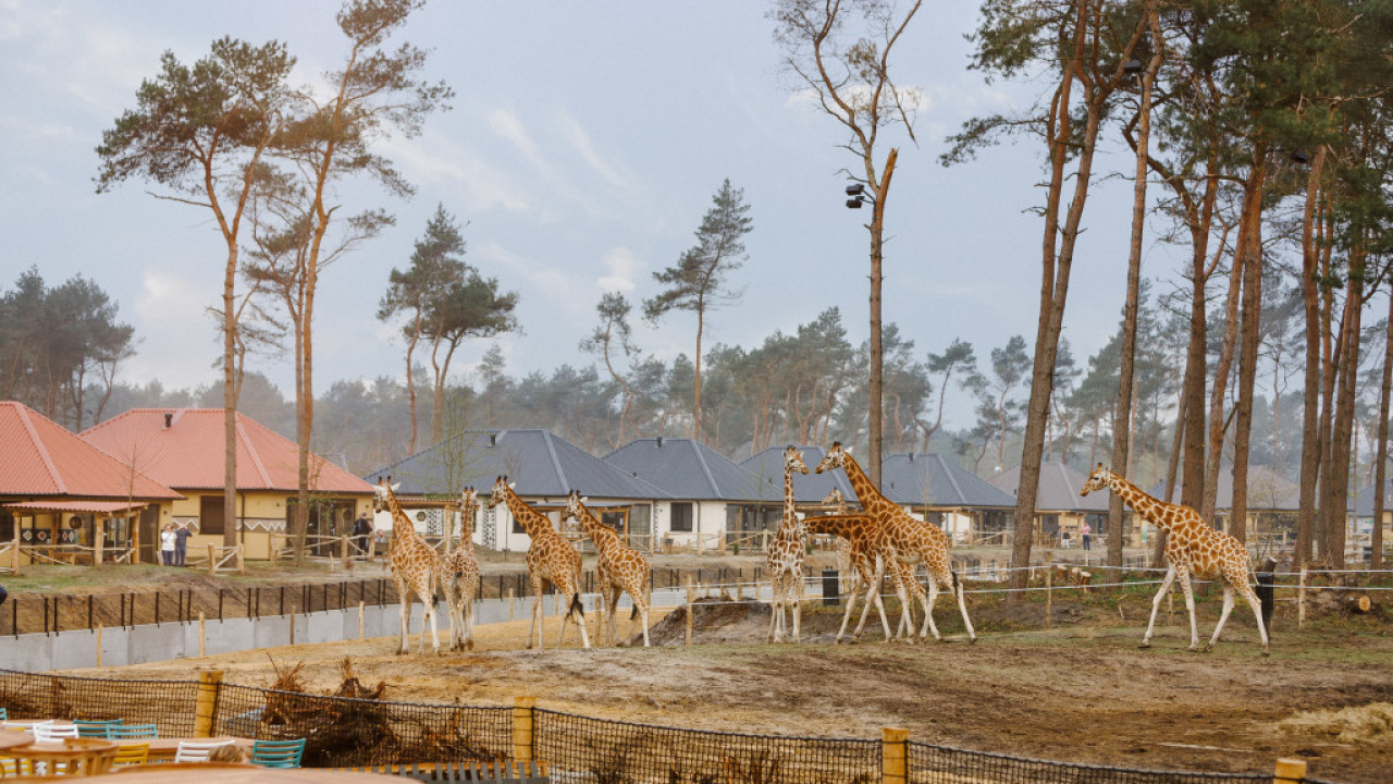 Beekse Bergen Hilvarenbeek afbeelding 1 Beekse Bergen Hilvarenbeek afbeelding 1