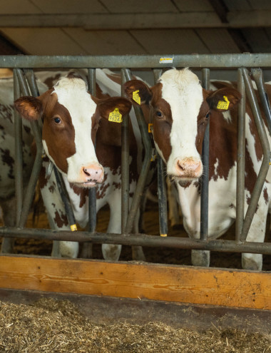 Van Grinsven B.V. Gemert afbeelding 3