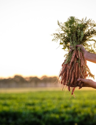vanRijsingengreen B.V. HELMOND afbeelding 3