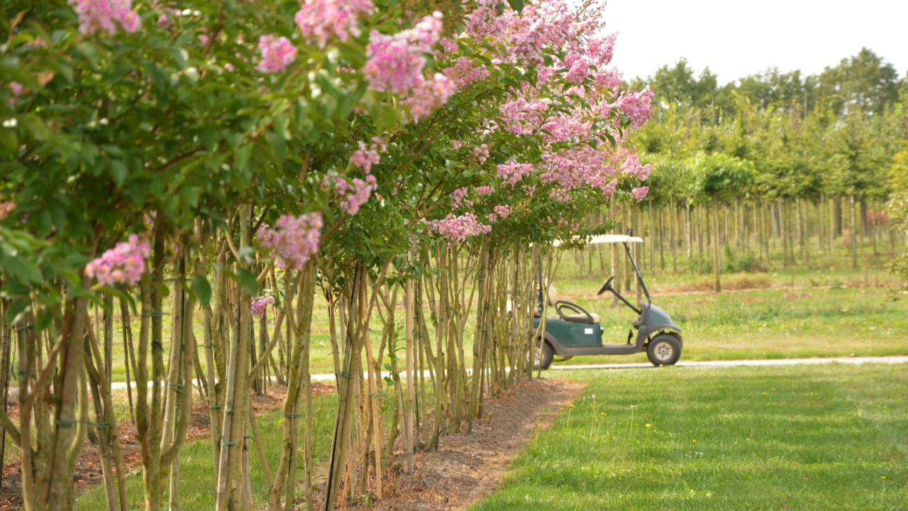 Boomkwekerij Johan van Overbeek OIRSCHOT afbeelding 6