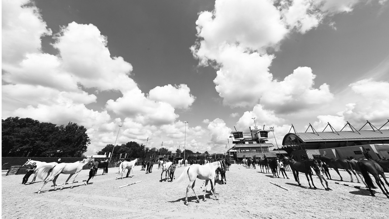 Stal Tops B.V. Valkenswaard afbeelding 1