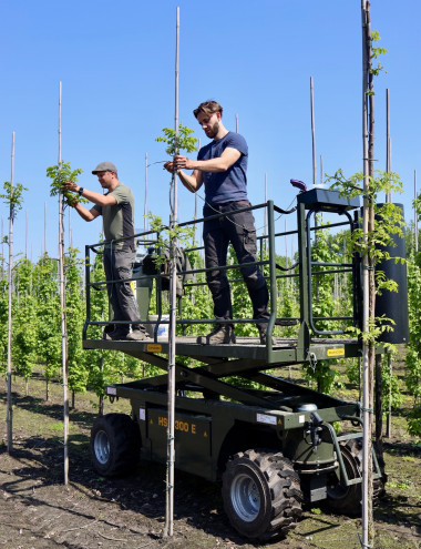 Boomkwekerij Mark van Genugten B.V. Son en breugel afbeelding 3