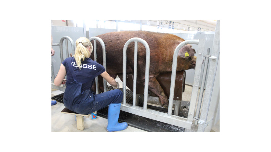 DanBred B.V. Son en breugel afbeelding 2