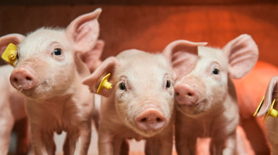 DanBred B.V. Son en breugel afbeelding 4