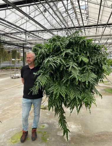 Bloei Interieurbeplanting Eindhoven afbeelding 5