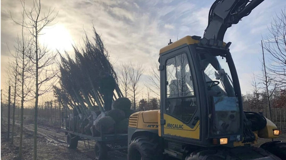 Boomkwekerij De Hilver Hilvarenbeek afbeelding 4