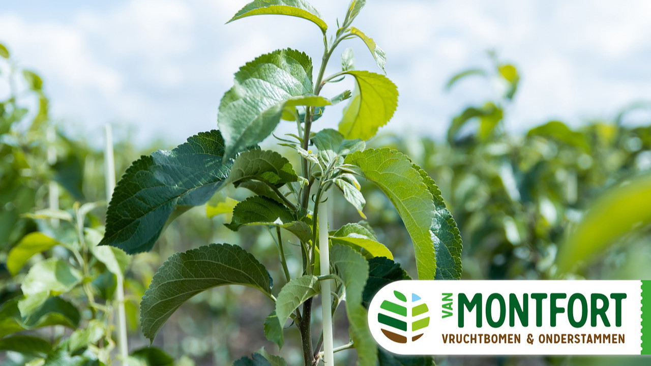 Vruchtboomkwekerij van Montfort Bergeijk afbeelding 1
