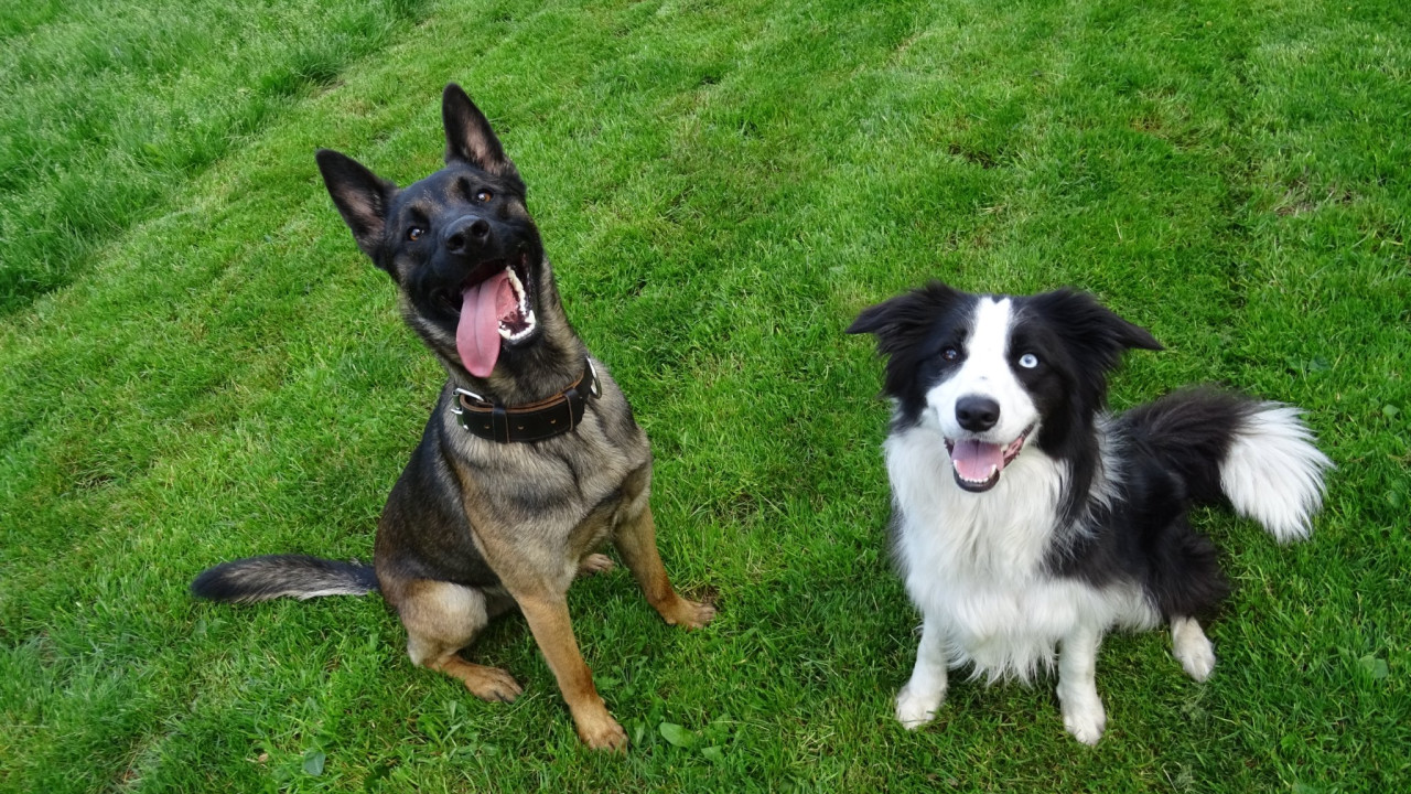 Honden- en kattenpension Boslucht Eersel afbeelding 1