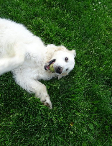 Honden- en kattenpension Boslucht Eersel afbeelding 3