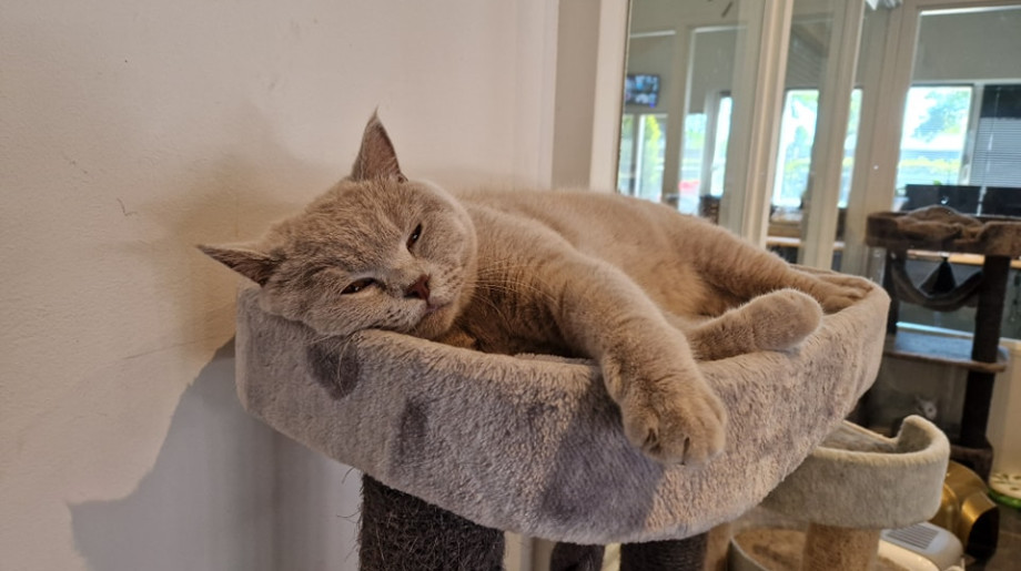 Honden- en kattenpension Boslucht Eersel afbeelding 4