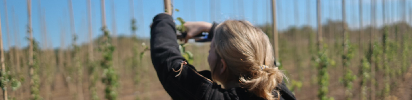 Allround Medewerker/Hovenier Boomkwekerij